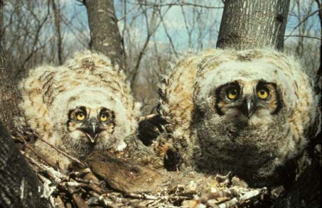 Pheasants, Great Horned Owl, Red Tailed Hawk, Predators, why are there no pheasants