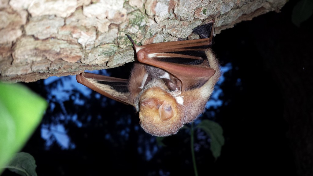 Red Bat Capture Helping Bats