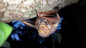 Mother Red Bat released with her two pups