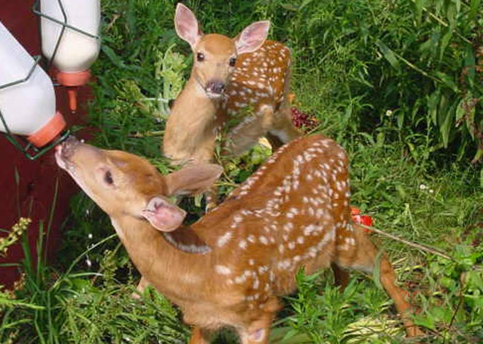 giving baby whitetail deer