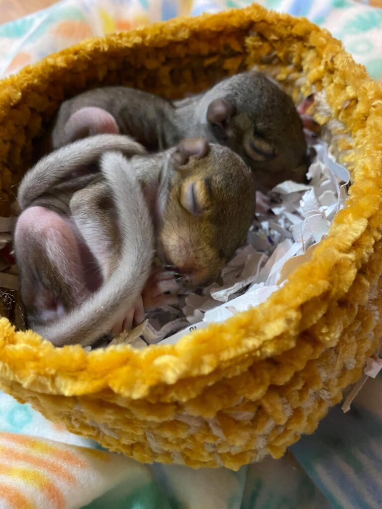 Working at a wildlife rehabilitation Center: things you should know