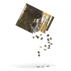 Raccoons Back Where They Belong – Jigsaw Puzzle