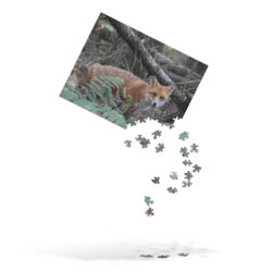 Back on the Mend – Fox Jigsaw Puzzle